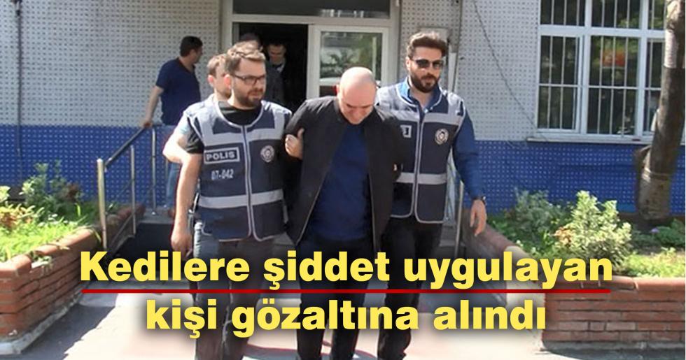 Kedilere şiddet uygulayan kişi gözaltına alındı