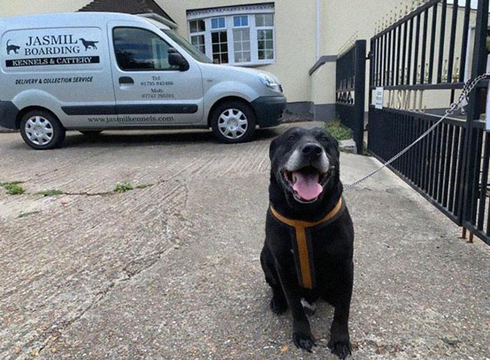 10 Yıllık Sahibi Tarafından Bir Notla Birlikte Barınağın Kapısına Terk Edilen Yaşlı Köpek