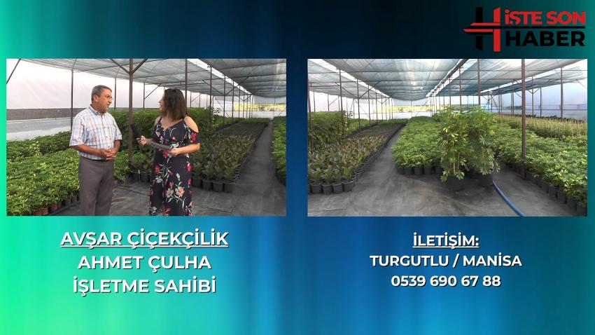 AVŞAR ÇİÇEKÇİLİK