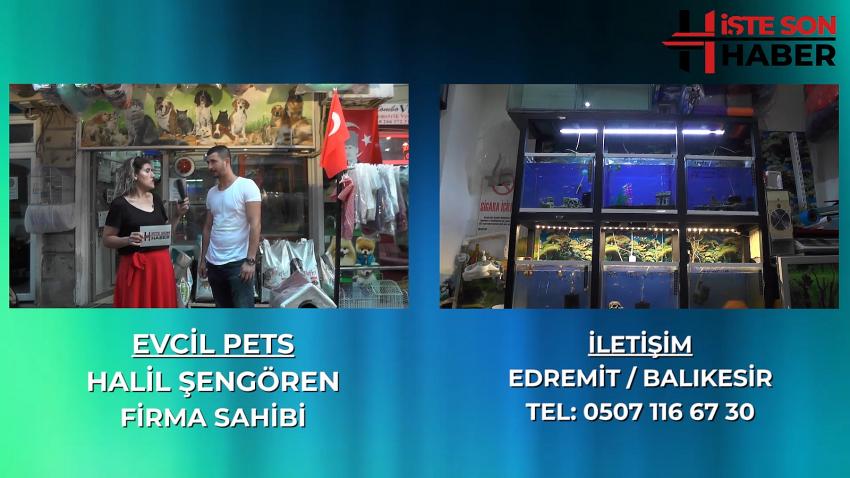 BAKAMAYACAĞIN HAYVANI ASLA SAHİPLENME EVCİL PETS