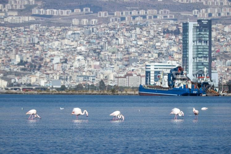 İzmir Körfezi’nde temizlik sonrası doğa canlandı