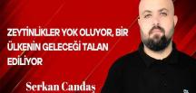 Serkan Candaş Yazdı… Zeytinlikler Yok Oluyor, Bir Ülkenin Geleceği Talan Ediliyor