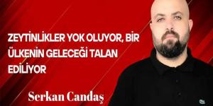 Serkan Candaş Yazdı… Zeytinlikler Yok Oluyor, Bir Ülkenin Geleceği Talan Ediliyor