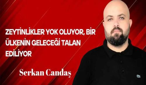 Serkan Candaş Yazdı… Zeytinlikler Yok Oluyor, Bir Ülkenin Geleceği Talan Ediliyor