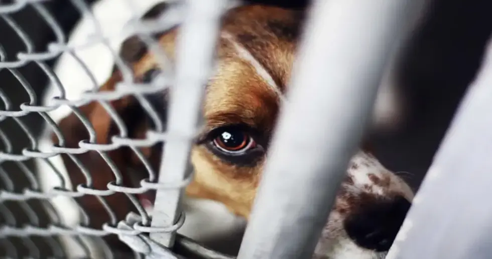 İzmir’de Sahipsiz Köpeğe Şiddet Sosyal Medyayı Ayağa Kaldırdı