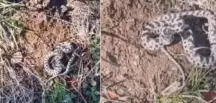 Mantar Toplarken Hayatının Şokunu Yaşadı