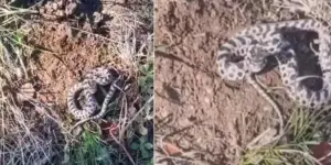 Mantar Toplarken Hayatının Şokunu Yaşadı