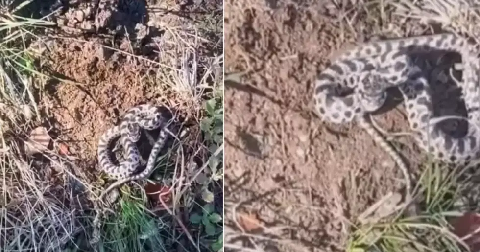 Mantar Toplarken Hayatının Şokunu Yaşadı