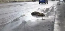 İstanbul’da Sağanak Yağışın Nedeniyle Yaban Domuzu Boğuldu