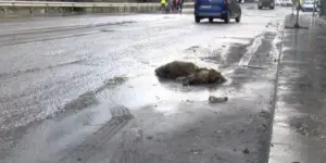 İstanbul’da Sağanak Yağışın Nedeniyle Yaban Domuzu Boğuldu