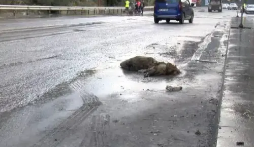 İstanbul’da Sağanak Yağışın Nedeniyle Yaban Domuzu Boğuldu