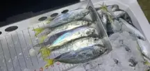 Karadeniz’de 1.845 Kilo İstavrite El Konuldu