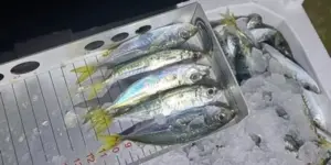 Karadeniz’de 1.845 Kilo İstavrite El Konuldu