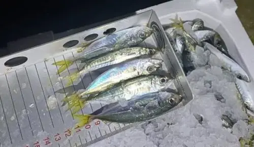 Karadeniz’de 1.845 Kilo İstavrite El Konuldu